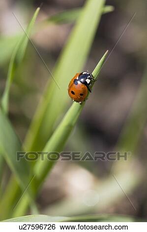 Stock Photograph - ladybug on a blade of barley; alberta, canada. Fotosearch