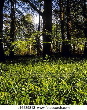 Laurel And Forest In Ireland View Large Photo Image Stock Image - Laurel And Forest In Ireland. Fotosearch