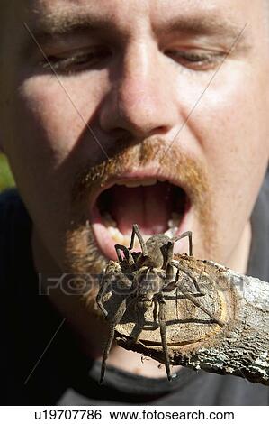Stock Photograph - man pretending to eat a tarantula; manica, mozambique, africa. Fotosearch