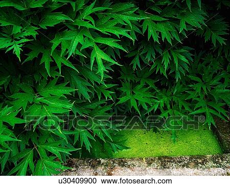 Peony Leaves And Small Pool View Large Photo Image Stock Image - Peony Leaves And Small Pool. Fotosearch