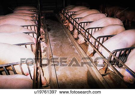 Stock Photo - Pigs. Fotosearch
