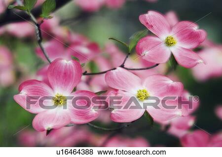 Pink Dogwood Blossoms View Large Photo Image Stock Photo - Pink Dogwood Blossoms. Fotosearch