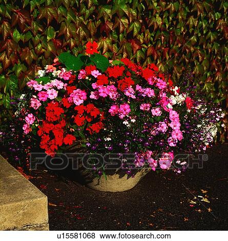 Pot Of Flowers View Large Photo Image Stock Photo - Pot Of Flowers. Fotosearch