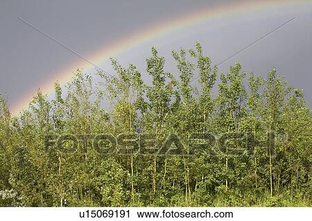 rainbow over a group of trees; calgary, alberta, canada View Large Photo Image Stock Image - rainbow over a group of trees; calgary, alberta, canada. Fotosearch