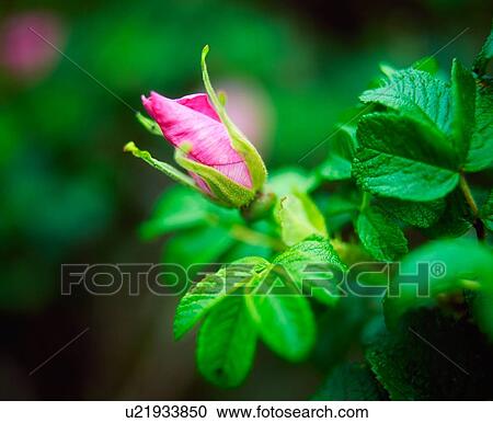 Stock Image - Rosebud Unfurling. Fotosearch