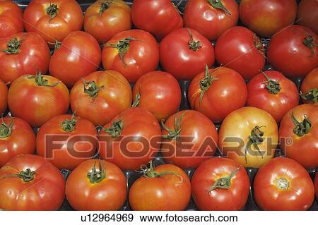 Stock Photo - rows of tomatoes packed in a box; gibraltar. Fotosearch