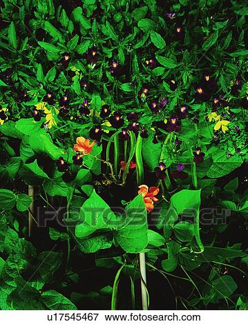 Stock Photo - Runner Beans And Violets. Fotosearch