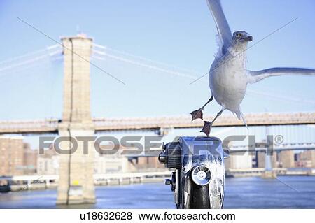 Stock Photo - seagull flying away from coin-operated binoculars near the brooklyn bridge; brooklyn, new york, united states of america. Fotosearch
