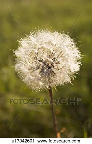 seeding dandelion; calgary, alberta, canada View Large Photo Image Stock Image - seeding dandelion; calgary, alberta, canada. Fotosearch