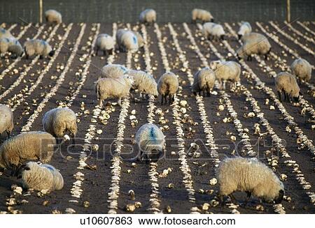 Stock Image - Sheep Feeding On Turnips. Fotosearch