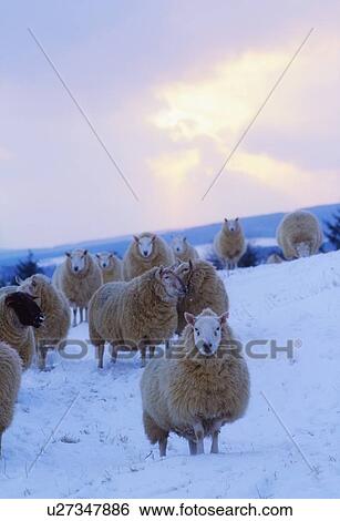 Stock Photograph - Sheep, Wicklow Mountains. Fotosearch