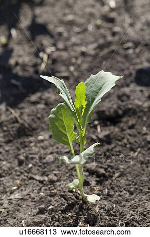 Stock Image - single canola seedling plant; alberta, canada. Fotosearch