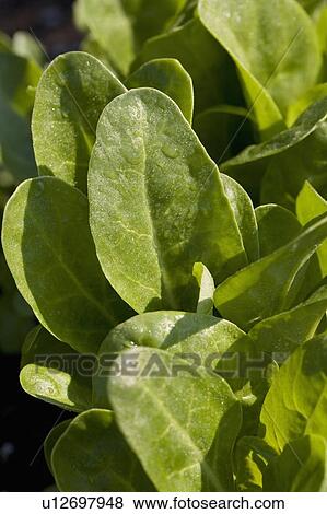 spinach leaves; calgary, alberta, canada View Large Photo Image Stock Photo - spinach leaves; calgary, alberta, canada. Fotosearch