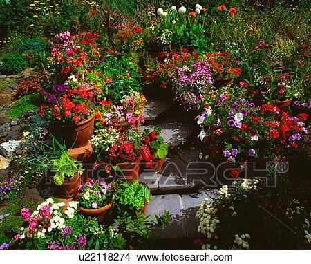 Steps Lined With Flowerpots View Large Photo Image Picture - Steps Lined With Flowerpots. Fotosearch