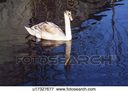Stock Photo - Swan In Pond. Fotosearch