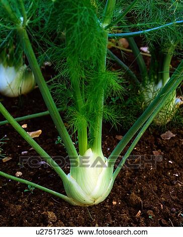 Vegetables, Florence Fennel View Large Photo Image Stock Photography - Vegetables, Florence Fennel. Fotosearch