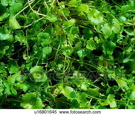 Stock Photography - Vegetables, Winter Purslane. Fotosearch