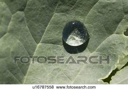 Stock Photo - water drop on a canola leaf; alberta, canada. Fotosearch