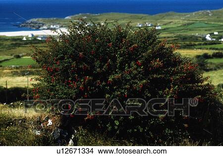 Picture - Wildflowers, Fuschia Plant, Near Allihies Co Cork. Fotosearch