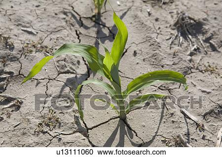 young corn plant; alberta, canada View Large Photo Image Stock Image - young corn plant; alberta, canada. Fotosearch