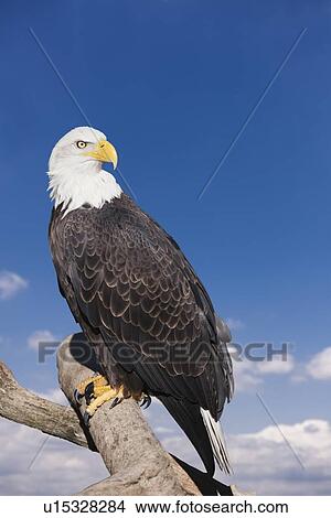 Picture - Bald eagle perched on branch. Fotosearch
