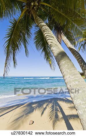 Beach in the Caribbean View Large Photo Image Stock Image - Beach in the Caribbean. Fotosearch