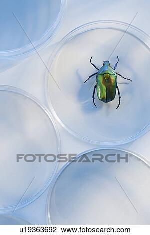Stock Image - Beetle in Petri dish. Fotosearch