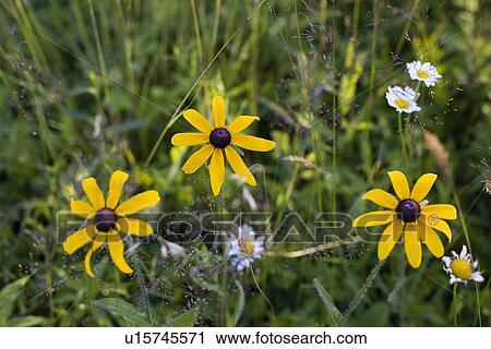 Stock Image - Black eyed Susan's. Fotosearch