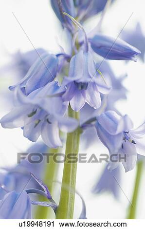 Stock Image - Bluebell flowers. Fotosearch