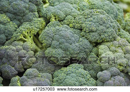 Stock Image - Broccoli display at farmer's market. Fotosearch