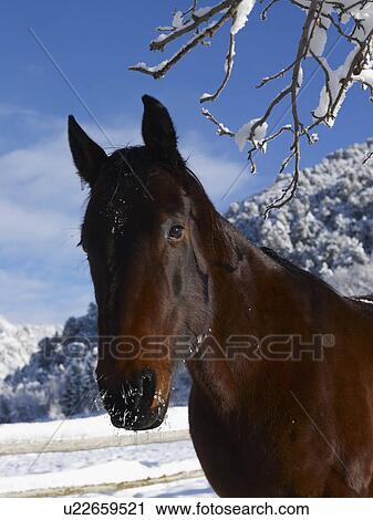 Brown horse in winter View Large Photo Image Stock Image - Brown horse in winter. Fotosearch