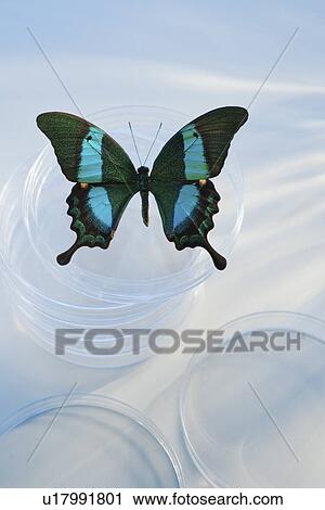 Stock Image - Butterfly in Petri dish. Fotosearch