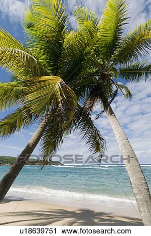 Stock Image - Caribbean beach. Fotosearch
