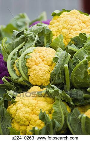 Cauliflower display at farmer's market View Large Photo Image Stock Image - Cauliflower display at farmer's market. Fotosearch