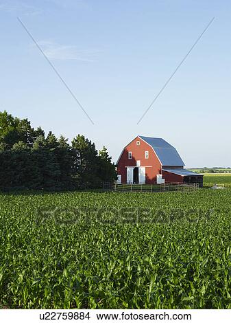 Picture - Corn field. Fotosearch