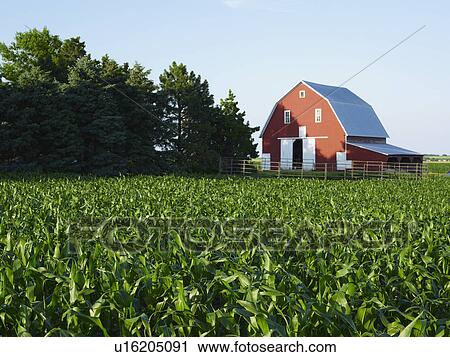 Stock Image - Corn field. Fotosearch