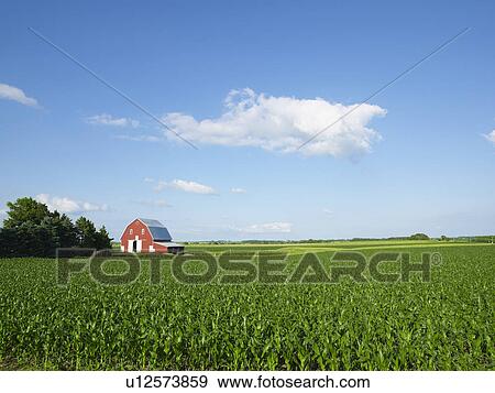 Corn field View Large Photo Image Stock Photo - Corn field. Fotosearch
