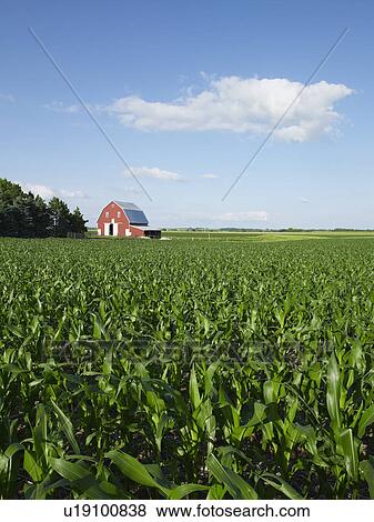 Corn field View Large Photo Image Stock Photo - Corn field. Fotosearch