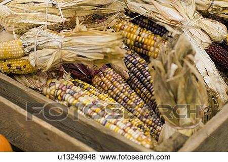 Stock Photo - Corn gourds in wooden crate. Fotosearch