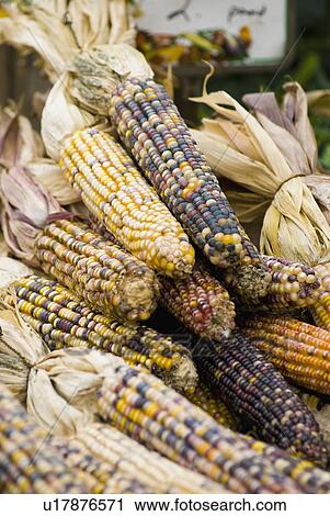 Stock Image - Corn gourds. Fotosearch