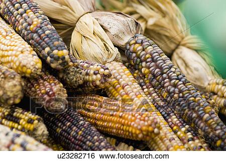 Corn gourds View Large Photo Image Stock Photograph - Corn gourds. Fotosearch