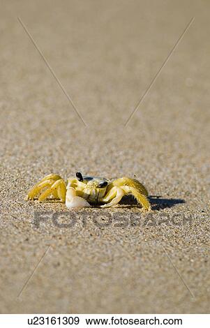Stock Photo - Crab on sand. Fotosearch