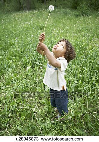 Cute young child holding dandelion View Large Photo Image Stock Image - Cute young child holding dandelion. Fotosearch