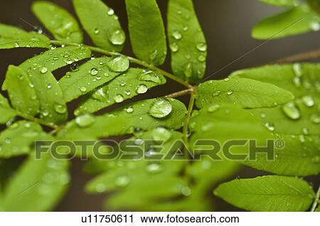 Dew drops of green leaves View Large Photo Image Stock Image - Dew drops of green leaves. Fotosearch
