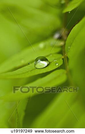 Stock Photo - Dew drops of green leaves. Fotosearch