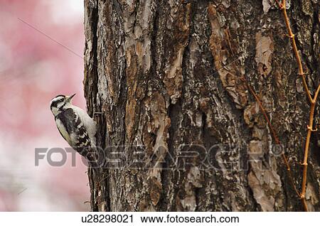 Downy woodpecker on tree View Large Photo Image Stock Image - Downy woodpecker on tree. Fotosearch