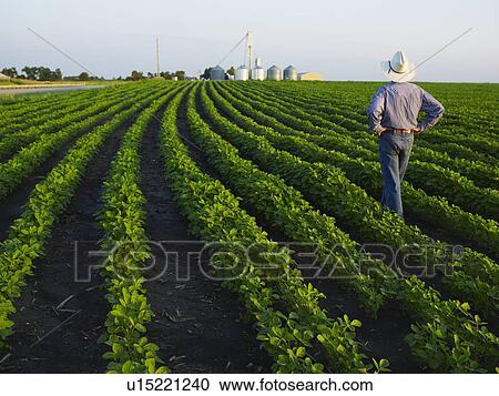 Stock Image - Farmer examining his crop. Fotosearch