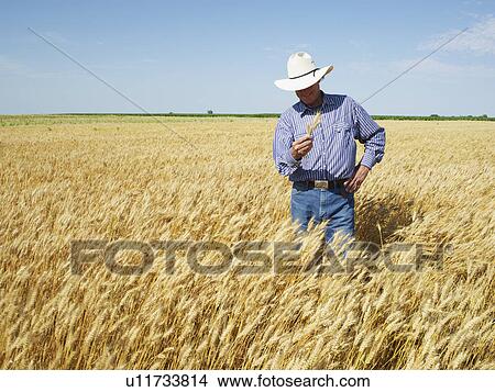 Farmer standing in wheat field View Large Photo Image Picture - Farmer standing in wheat field. Fotosearch