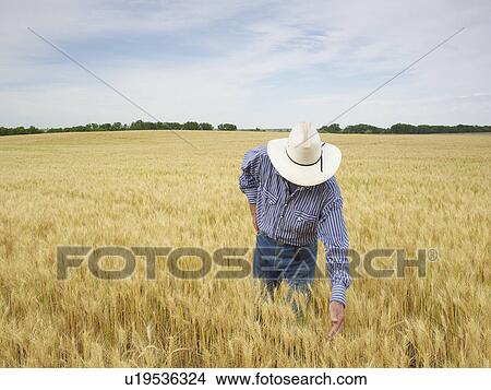 Farmer standing in wheat field View Large Photo Image Picture - Farmer standing in wheat field. Fotosearch