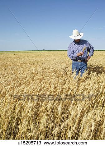 Stock Image - Farmer standing in wheat field. Fotosearch